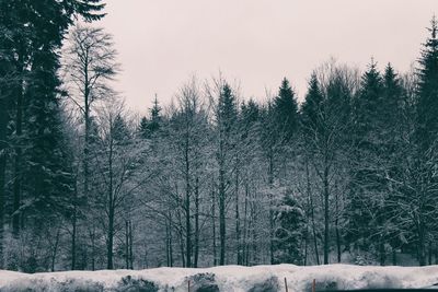 Trees on snow covered field against sky