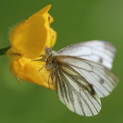 Close-up of butterfly pollinating on yellow flower