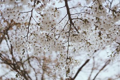 Low angle view of flower tree