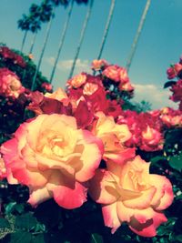 Close-up of pink rose