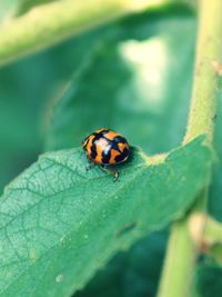 Close-up of ladybug on leaf