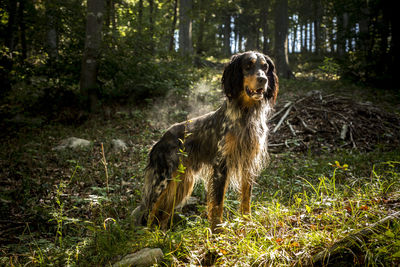 Dog looking away in forest