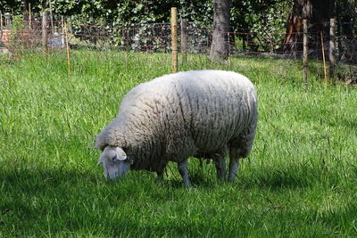 Sheep grazing in a field