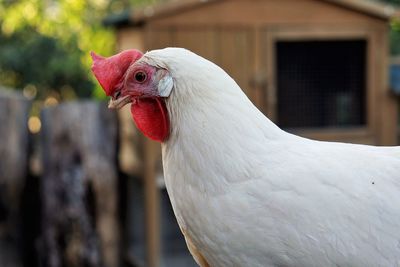 Close-up of rooster