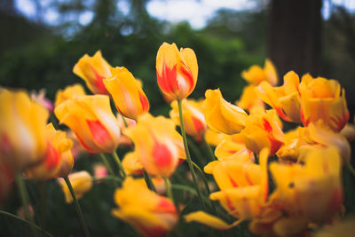 Close-up of yellow tulips blooming outdoors