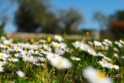 Close-up of fresh flowers blooming in field against sky