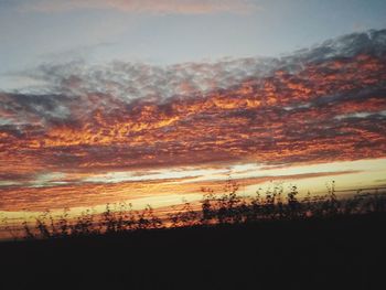 Silhouette trees against sky at sunset