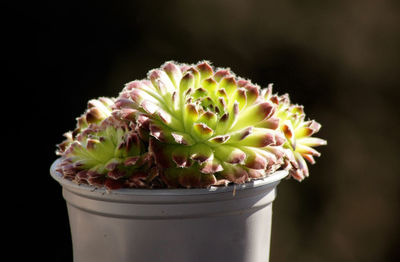 Close-up of potted plant