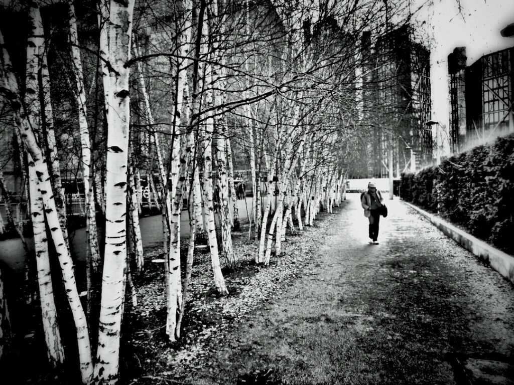 rear view, walking, men, tree, full length, lifestyles, the way forward, leisure activity, street, building exterior, person, architecture, built structure, transportation, tree trunk, city life, city