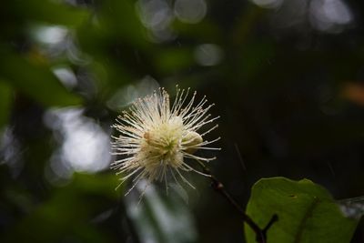 Close-up of white dandelion flower