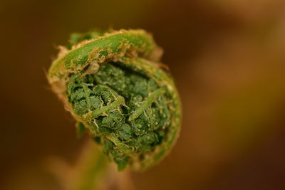 Close-up of fern