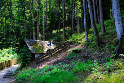 Scenic view of forest