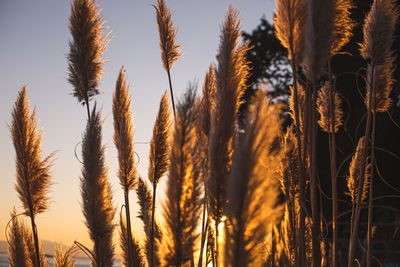 Close-up of stalks in field against sky