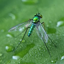 Close-up of insect on leaf