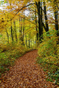 Footpath amidst trees in forest during autumn