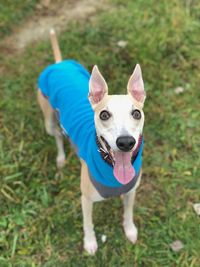 Portrait of dog standing on field