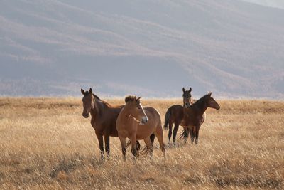 Horse grazing on field