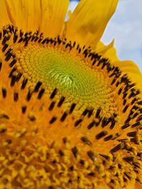 Close-up of yellow sunflower flower