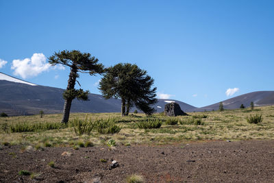 Scenic view of field against clear blue sky