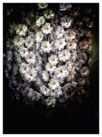 Close-up of white flowering plant