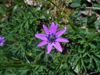 Close-up of insect on purple flower