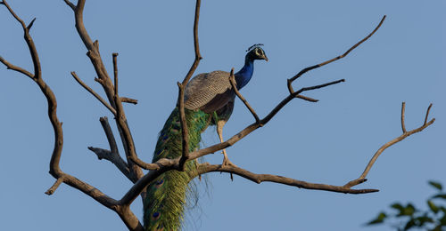 animal wildlife