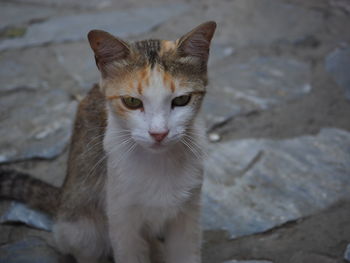 Close-up portrait of cat