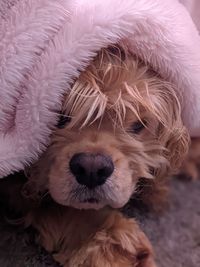 Lucie hiding under pink blanket