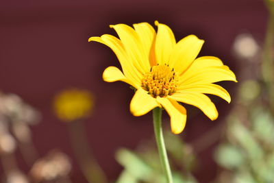 Close-up of yellow flower blooming outdoors