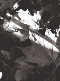 leaf