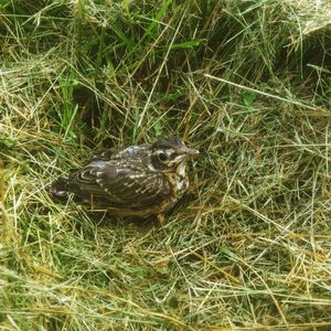 High angle view of bird in nest