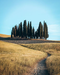Scenic view of cypress against sky. golden tuscany.