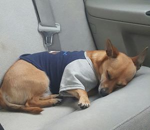 High angle view of dog lying down on floor