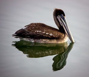 Close-up of duck swimming in lake