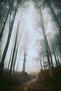 Pathway leading up the hill in a foggy wide angle forest scene.