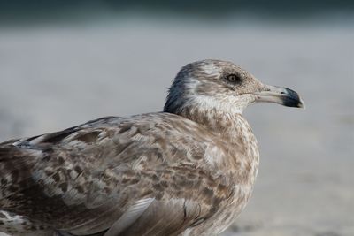 Close-up of seagull on land