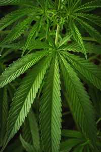 Marijuana leaves, cannabis on a dark background.