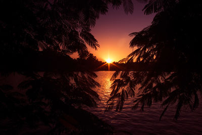 Silhouette trees by plants against sky during sunset