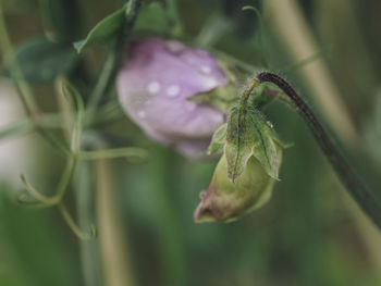 Close-up of purple flower bud