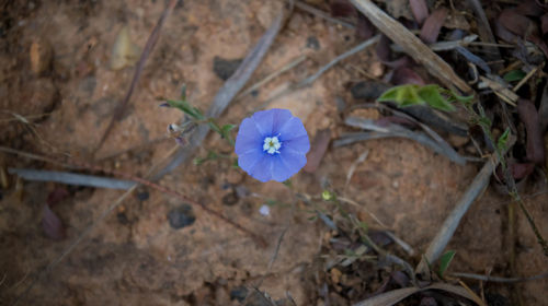 Close-up of purple flowers