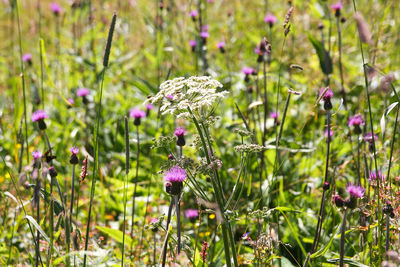 Close-up of purple flowering plants on field