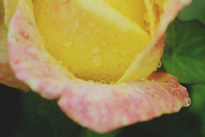 Close-up of wet yellow flower