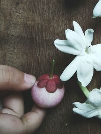 Close-up of hand holding white flowers on table