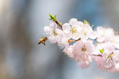 Close-up of bee on cherry blossom