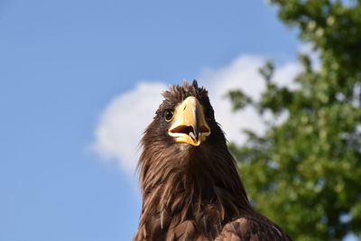 Low angle view of eagle against sky