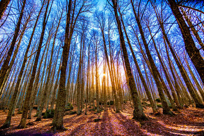 Low angle view of trees in forest against sky