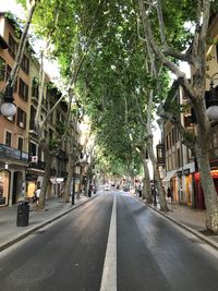 Road amidst trees in city