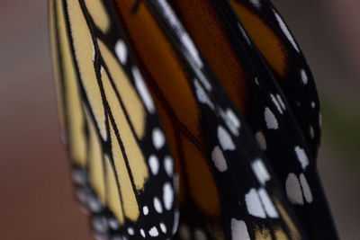 Close-up of butterfly