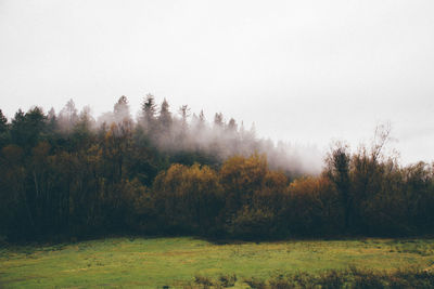 Trees on field in foggy weather