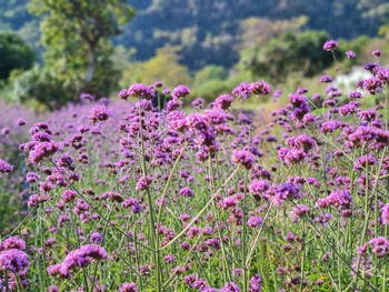 Close-up of purple flowering plants on field